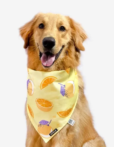 Pañoleta para mascotas Naranjas