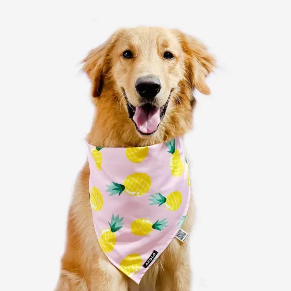 Pañoleta para mascotas Piñas